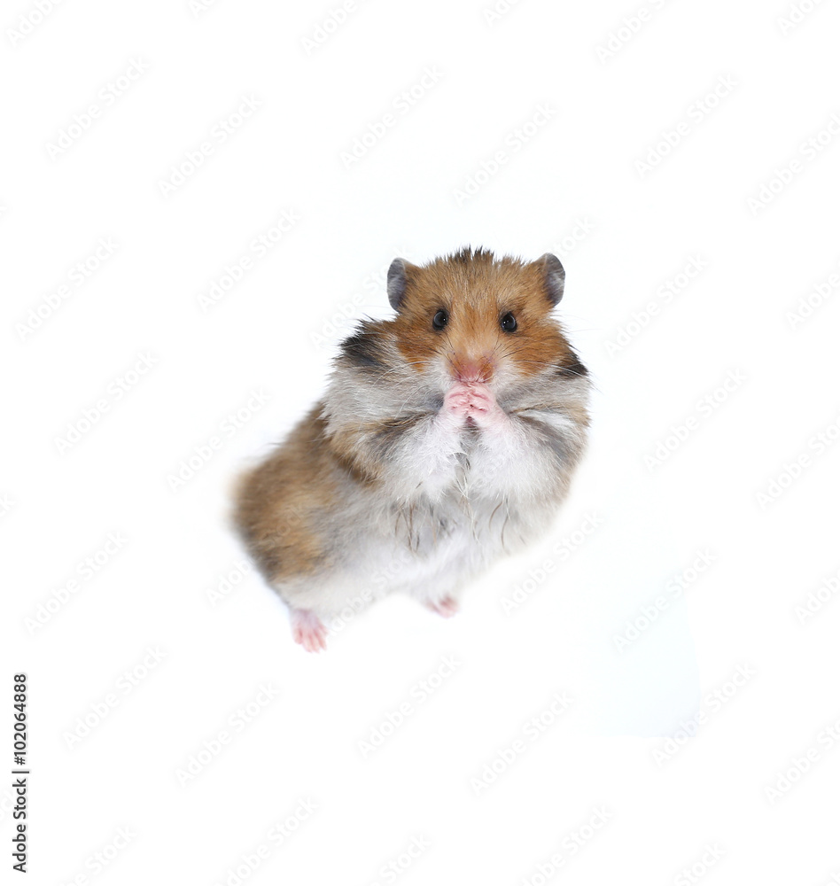 Astonished brown Syrian hamster stands on his hind paws isolated