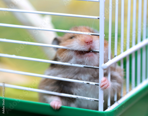 Brown Syrian hamster gnaws inside a cage
