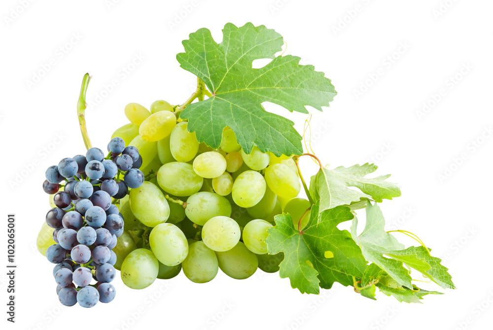 Obraz premium Ripe blue and green grapes