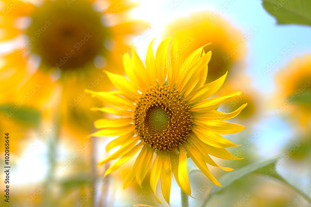 Sunflower Sunflower