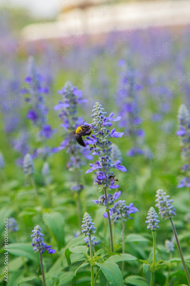 Obraz premium Insects on lavender
