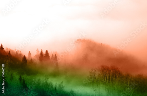 Forest in fog © ludovikus