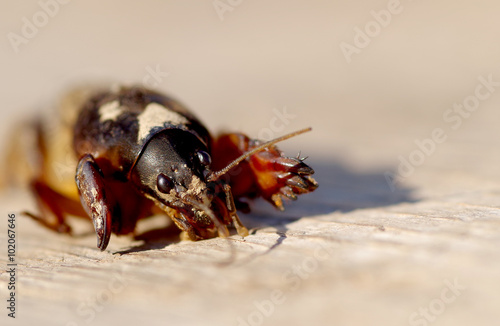 Mole Cricket, Gryllotalpa gryllotalpa