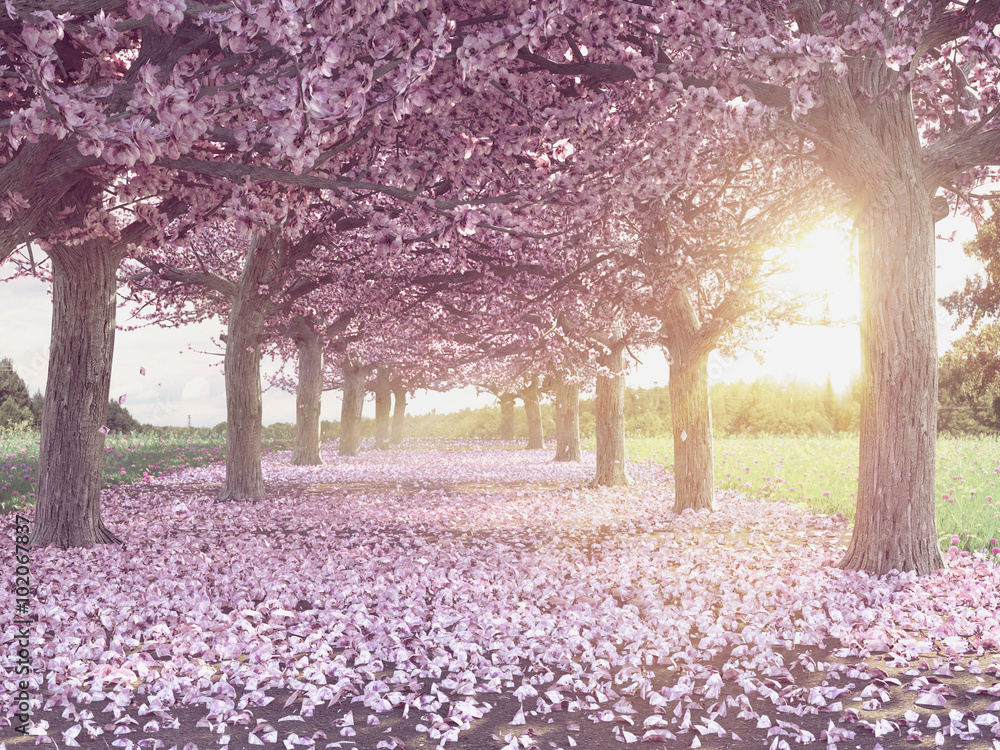 Fototapeta premium Rows of beautifully blossoming cherry trees