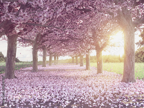 Canvas Print Rows of beautifully blossoming cherry trees