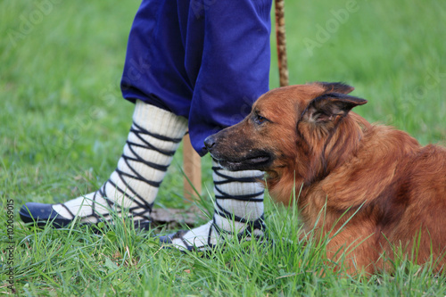 Fototapeta Naklejka Na Ścianę i Meble -  perro pastor país vasco 2402-f16
