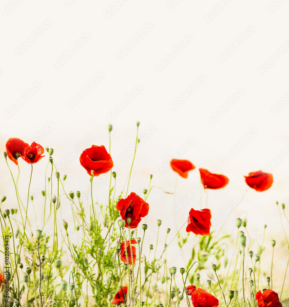 Obraz premium Red poppies, outdoor floral nature background