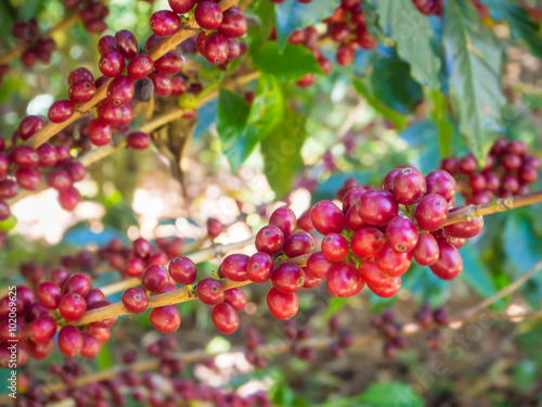 Coffee beans on trees