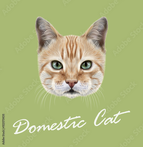 Red Cat. Vector Illustrated Portrait © ant_art19