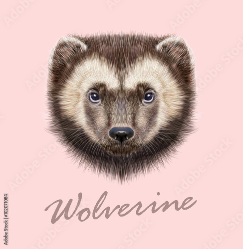 Wolverine Animal. Vector Illustrated Portrait