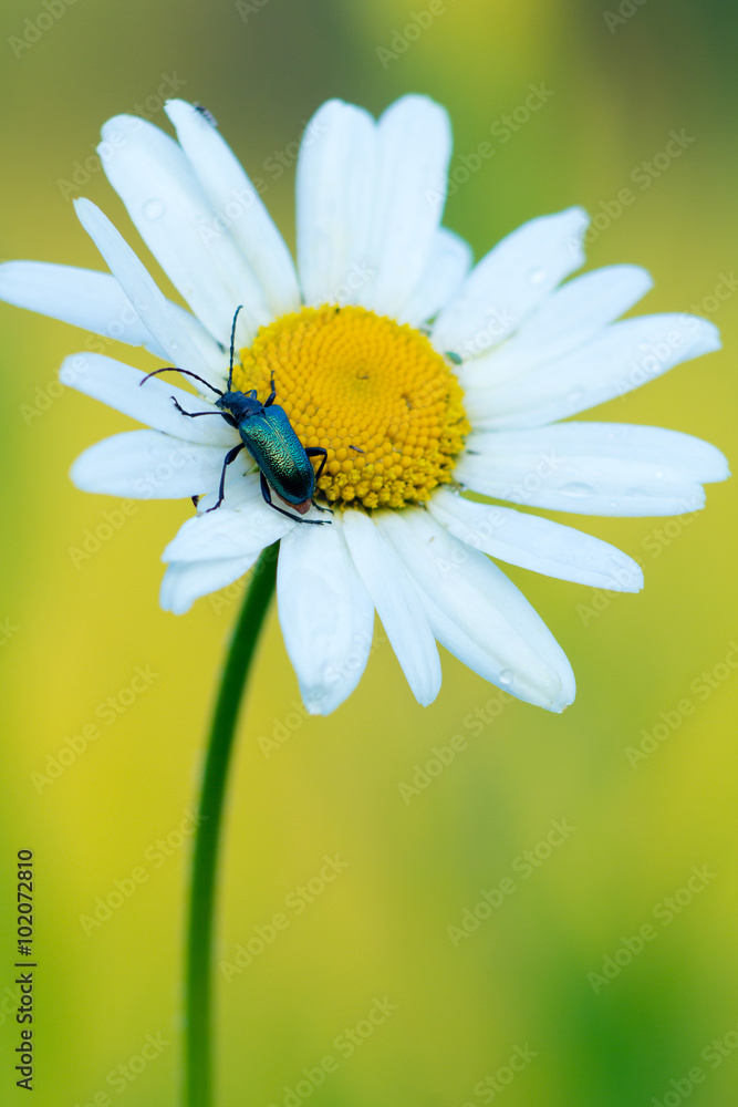 Fototapeta premium green shiny beetle on daisy