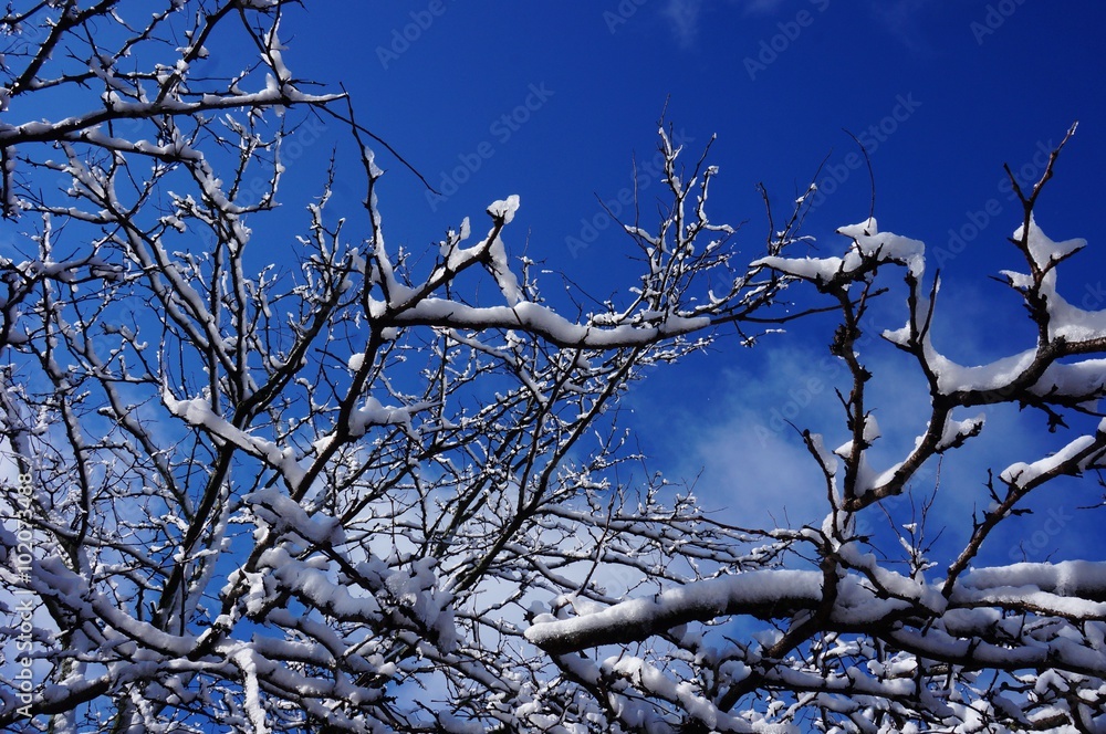 Obraz premium Snow and ice on tree branches after a winter storm on a blue sky