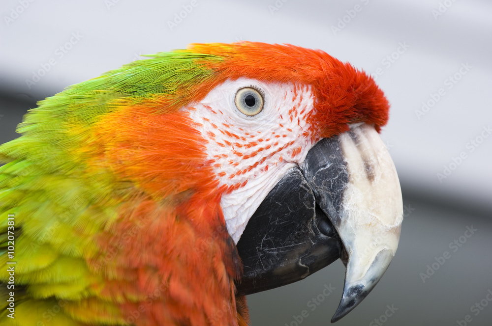 Obraz premium Gelbbrust-Ara (Ara ararauna), Porträt