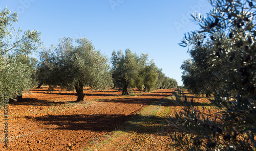 Olives plant