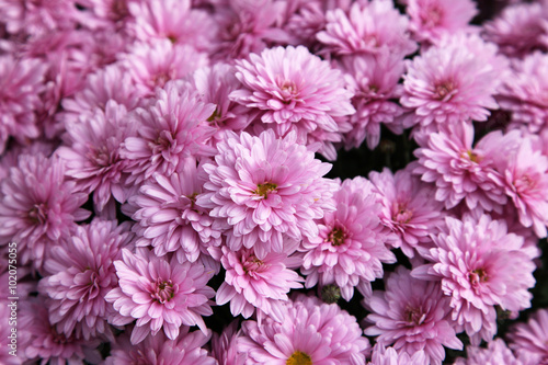 Pink Asters