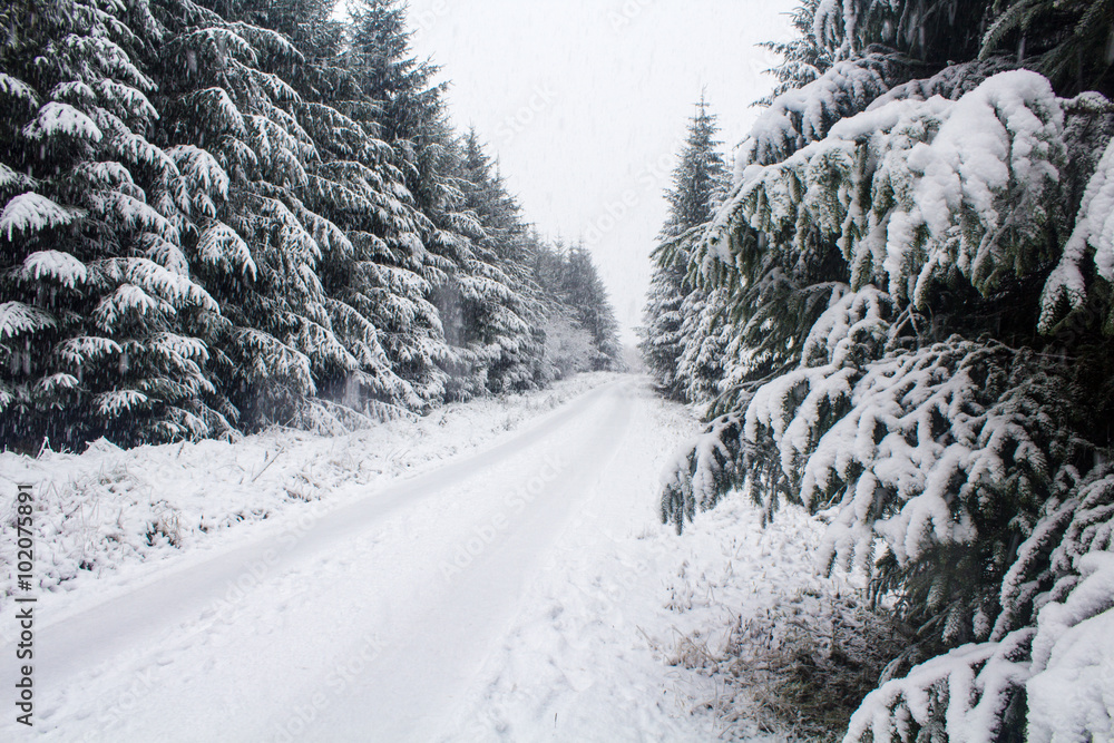 Obraz premium Snowy Path Through Forest
