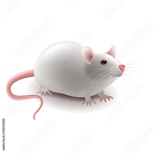 White rat isolated on white vector
