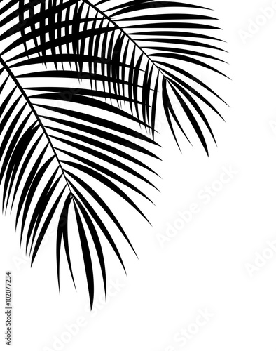 Palm Leaf Vector Background Illustration