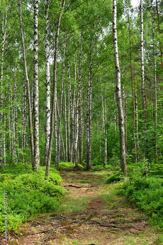 Birch trees in forest © voltan