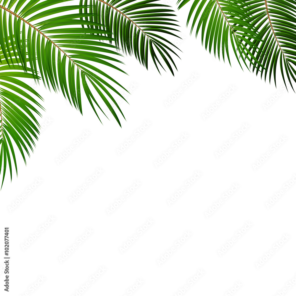 Naklejka premium Palm Leaf Vector Background Illustration