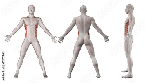 Fotografia 3D images showing male figure with external oblique highlighted