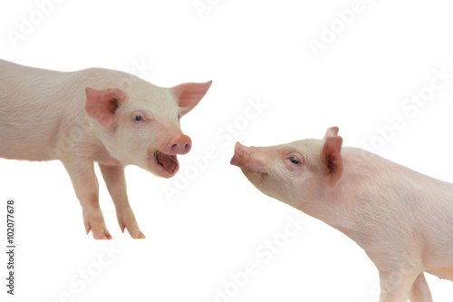  two pig