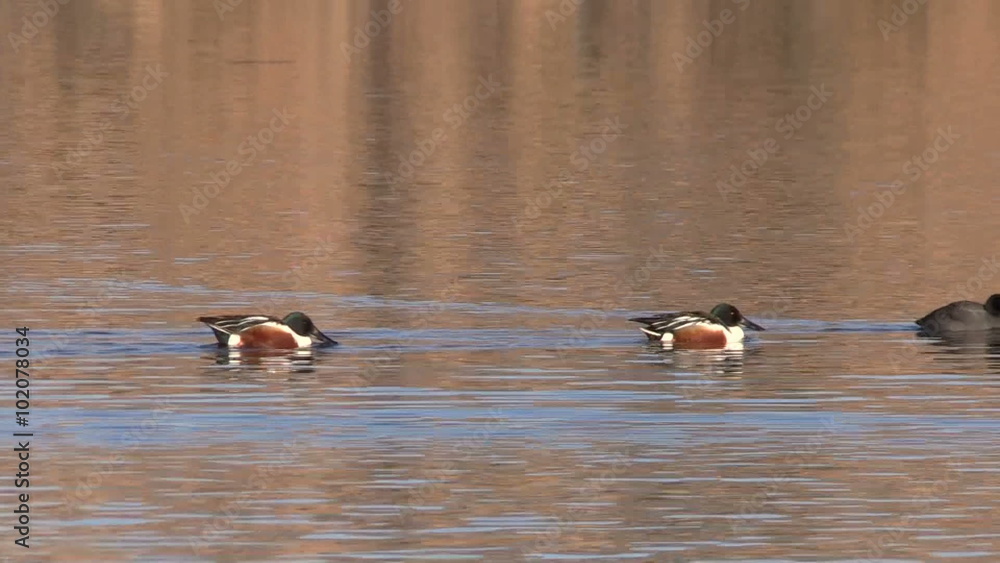 Shovelers Shovelers