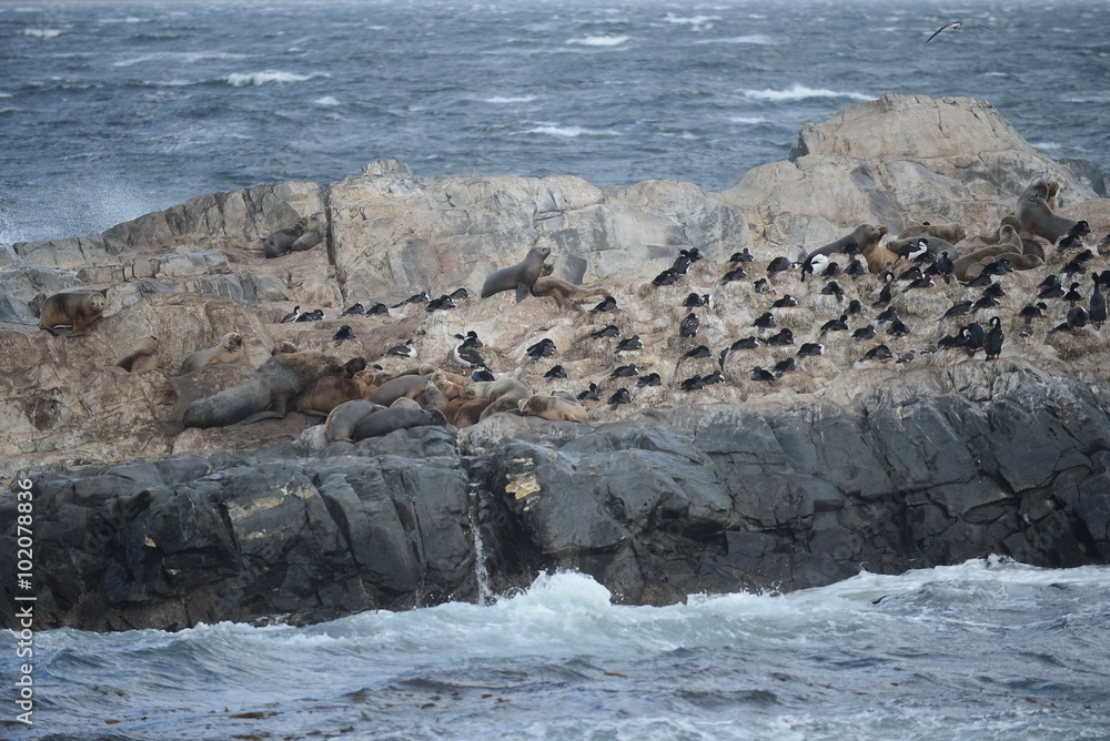 South American sea lion, Otaria flavescens, breeding colony and haulout on small islets just outside Ushuaia. South American sea lion, Otaria flavescens, breeding colony and haulout on small islets just outside Ushuaia.