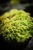 Close-up of a green moss on a stump