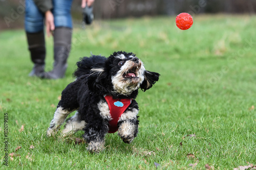 Foto havanese spielt