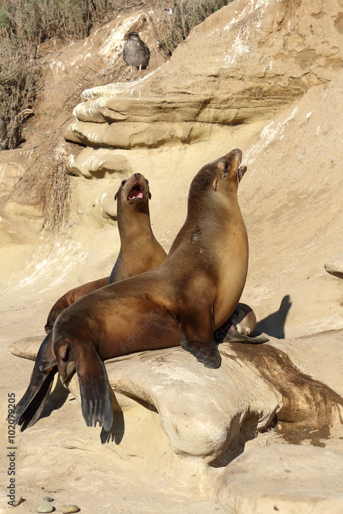Obraz premium Sea lions at La Jolla Cove, California