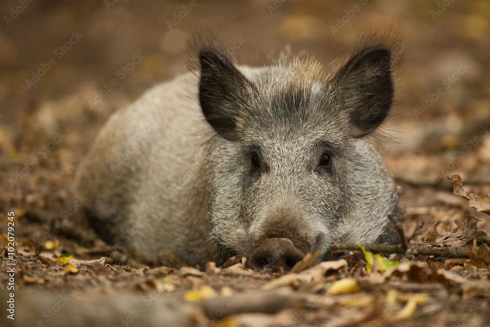 sanglier cochon sauvage animal mammifère forêt bois portrait b sanglier cochon sauvage animal mammifère forêt bois portrait b