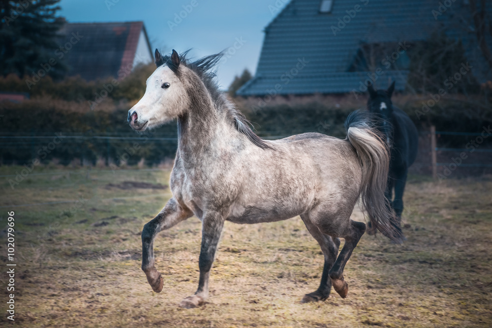 Young Arabian horse in a playful mood on paddock background Young Arabian horse in a playful mood on paddock background