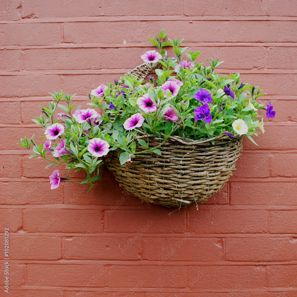 Beautiful wicker  basket with petunia hanging on the wall