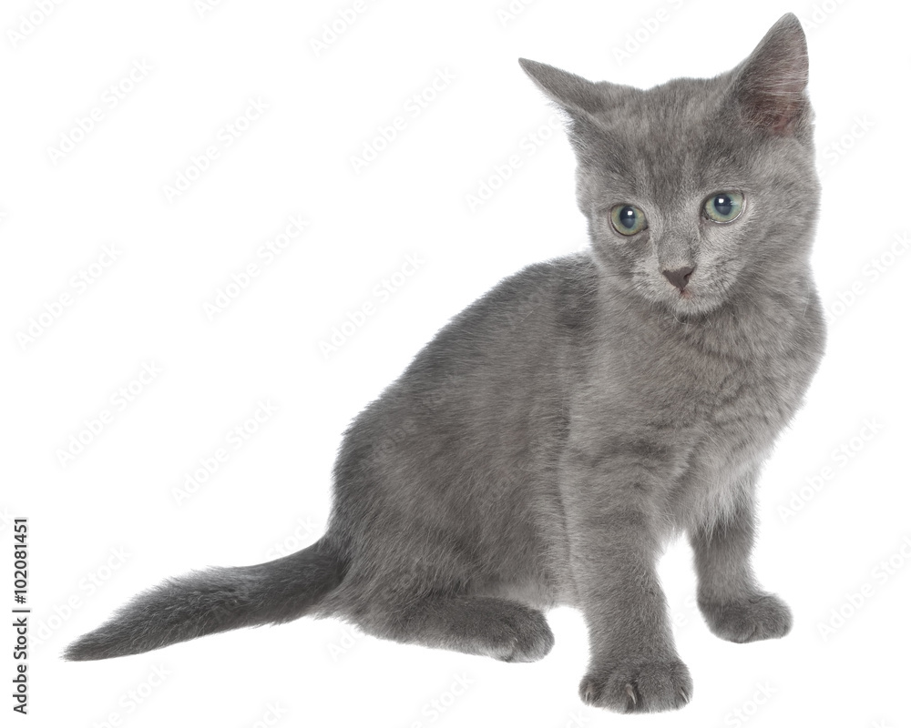 Small gray short hair kitten sitting isolated Small gray short hair kitten sitting isolated