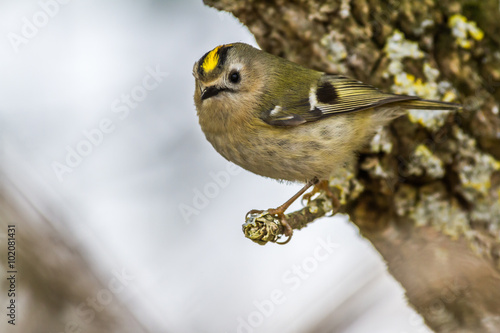 Obraz na płótnie Wintergoldhähnchen (Regulus regulus) w salonie