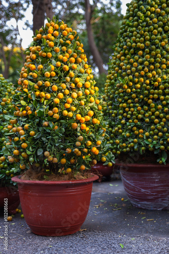 Tet Kumquat Trees the symbols of Lunar New Year Holidays at the street market, Ho Chi Minh City, Vietnam.