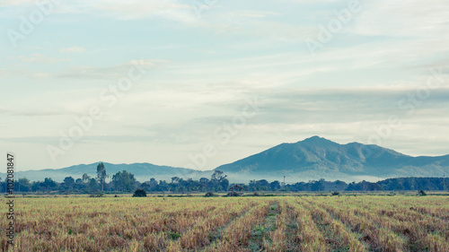 Golden rice field and mountain in North region  Thailand vintage filter
