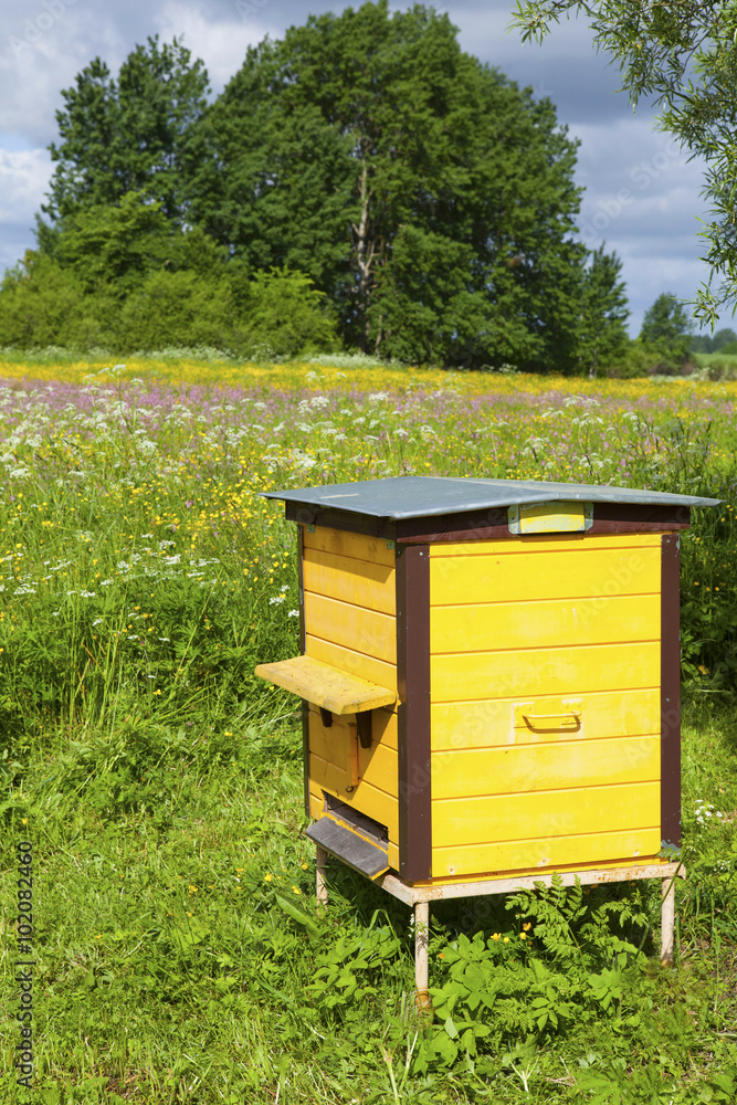 Beehives for honey in the meadow Beehives for honey in the meadow