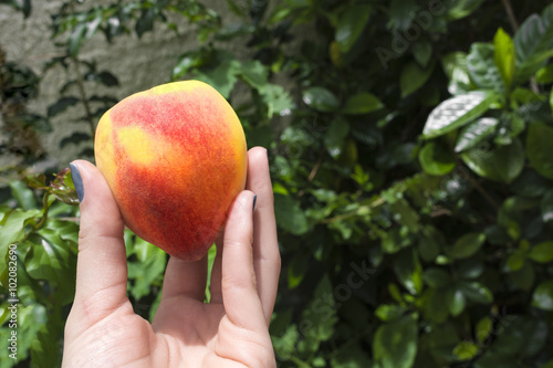 Female hand holding a peach, selective focus