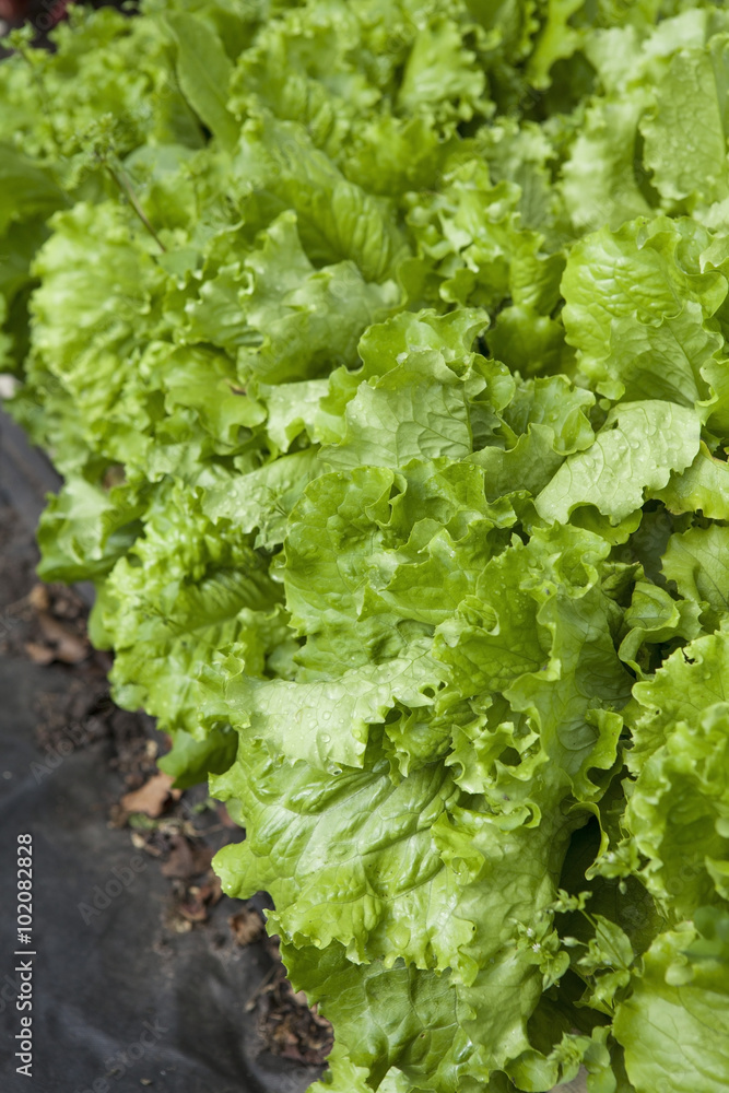 Lettuce in a organic vegetable garden Lettuce in a organic vegetable garden