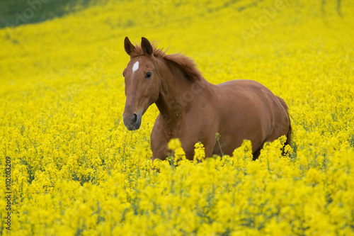 Running horse in the colza field