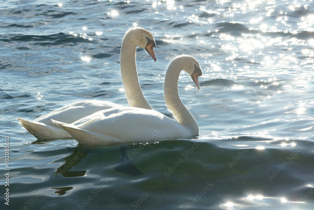 Fototapeta premium swans on water