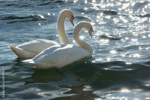 Valentine swans