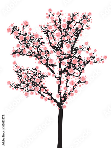 Full bloom sakura tree (Cherry blossom)