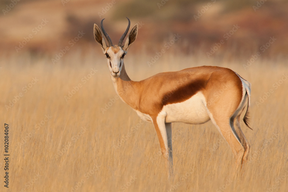 Springbok standing on the African plains Springbok standing on the African plains