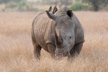 Fototapete Nashorn Breitmaulnashorn steht auf der Ebene mit Madenhackern auf dem Rücken  © sueberry1