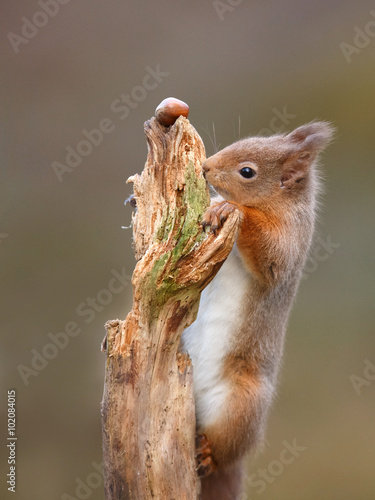 Red Squirrel, Sciurus vulgaris, climbing to reach a nut