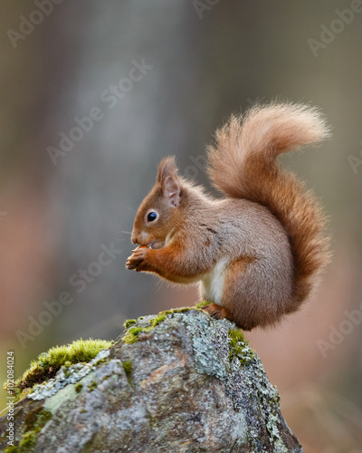 Red Squirrel sitting on a rock in the forest eating a nut