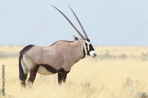 Oryx gazella, Gemsbok standing on the african plains photo